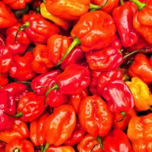 Hot Peppers (Scotch Bonnet)