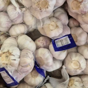 Fresh Garlic