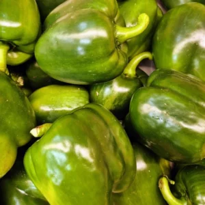 Green Bell Pepper