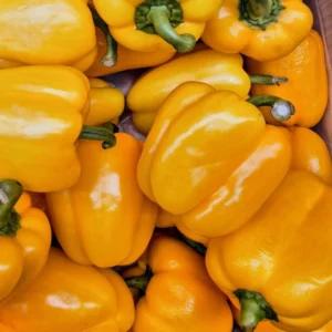 Yellow Bell Pepper