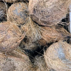 Coconut
