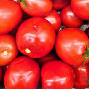 Vine Tomato