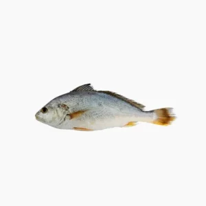 Yellow Croaker