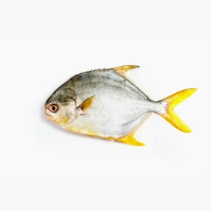 Golden Pomfret