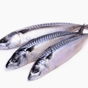 Mackerel