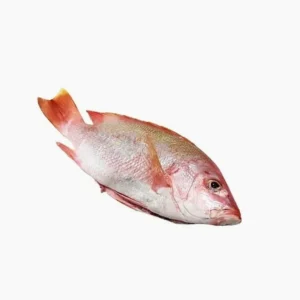 Red Snapper