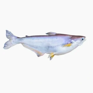 Pangasius Whole