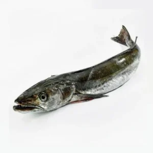 Hake Whole