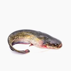 Catfish