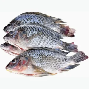 Frozen Whole Tilapia
